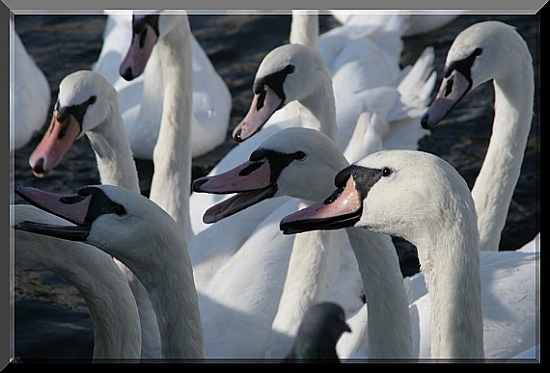 die Schwne der Alster