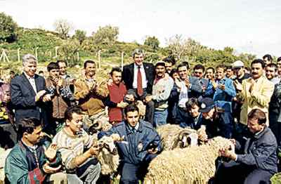  Verteilung der 100 gesponsorten Schafe vom Brgermeister Ali Yazgan an seine Gemeindearbeiter